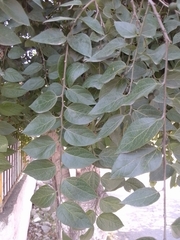 Celtis laevigata