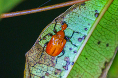 Paratomapoderus