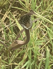 Aristolochia erecta