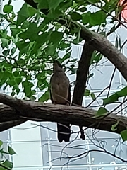 Pterorhinus perspicillatus