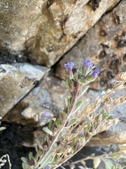 Phacelia vallicola