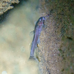Amphilius uranoscopus