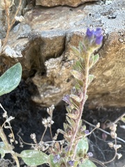 Phacelia vallicola