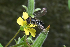 Betasyrphus serarius