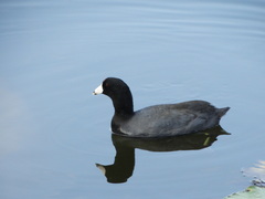 Fulica americana