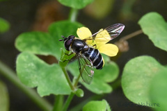 Betasyrphus serarius