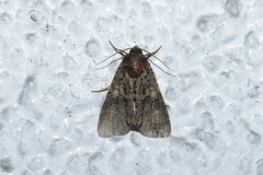 Craniophora ligustri