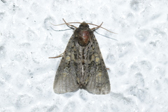 Craniophora ligustri