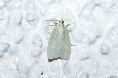 Tortrix viridana