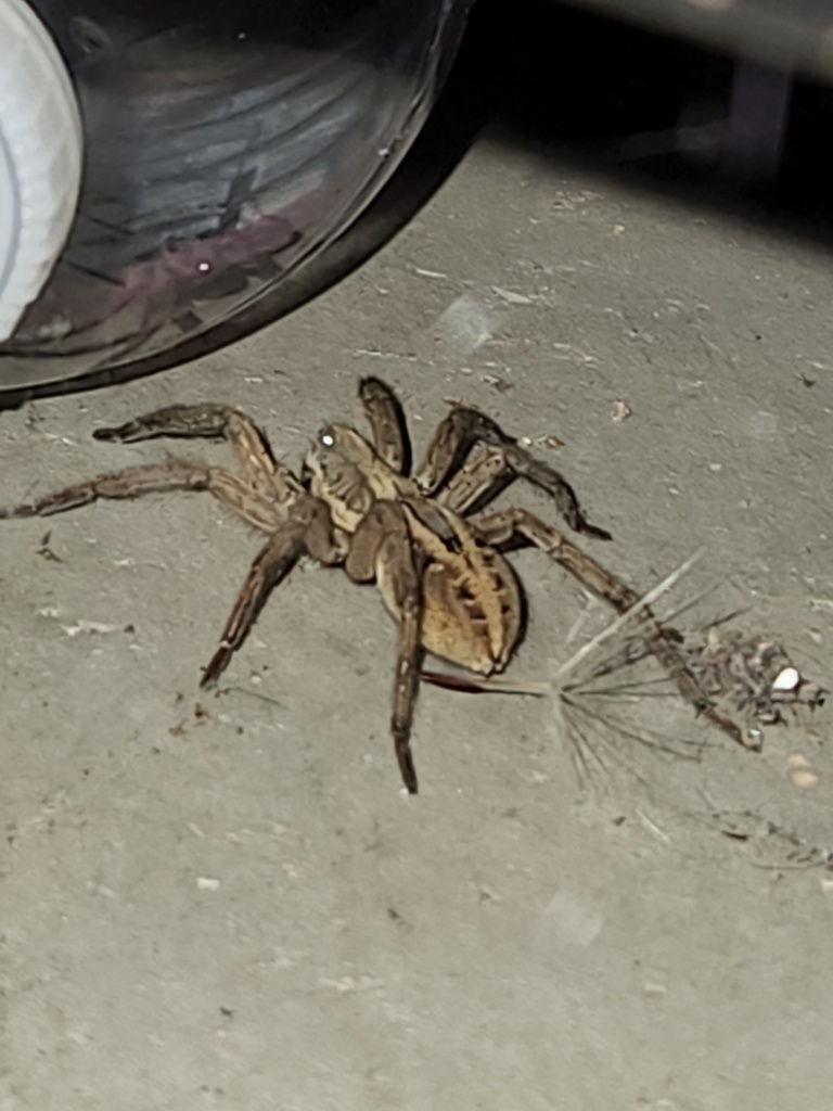 Brush-legged Spiders from Nevada Way, Olivehurst, CA, US on May 26 ...