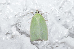 Tortrix viridana