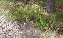 Coopernookia barbata