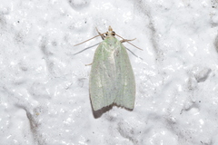Tortrix viridana