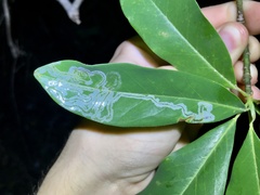 Phyllocnistis magnoliella