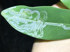 Phyllocnistis magnoliella