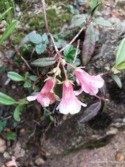 Rhododendron glaucophyllum