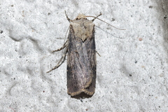 Agrotis puta