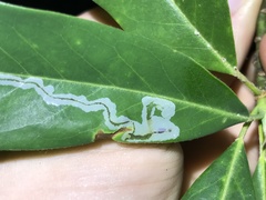 Phyllocnistis magnoliella