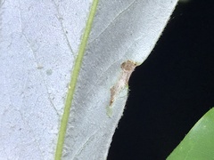 Phyllocnistis magnoliella