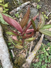 Melastoma septemnervium