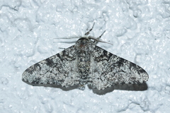Biston betularia