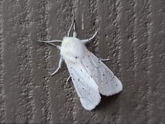 Spilosoma vestalis
