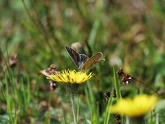 Polyommatus icarus