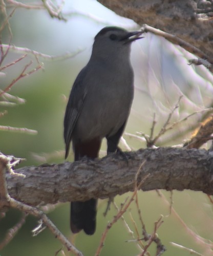 Pájaro gato gris (Dumetella carolinensis)