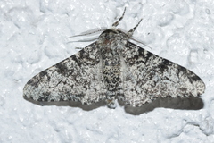 Biston betularia