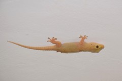 Tarentola parvicarinata