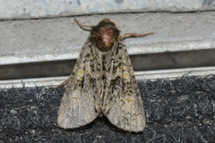 Craniophora ligustri