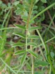 Hippocrepis comosa