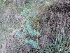 Euphorbia glauca