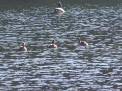 Poliocephalus rufopectus