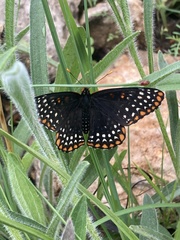 Euphydryas phaeton ozarkae