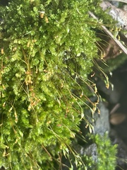 Sematophyllum subpinnatum