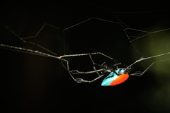 Leucauge sarawakensis