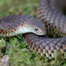 Australian Copperheads - Photo (c) 
Ed Dunens, some rights reserved (CC BY)