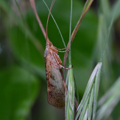 Limnephilus flavicornis