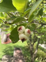 Syzygium samarangense