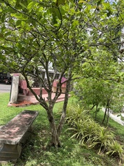 Syzygium samarangense