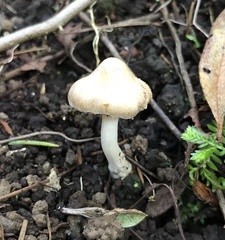 Agaricales