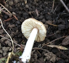 Agaricales
