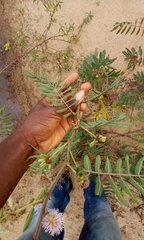 Zonocerus variegatus