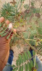 Zonocerus variegatus