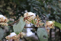 Viburnum brachybotryum