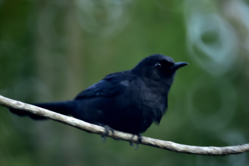Black Catbird