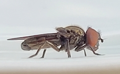 Melanogaster hirtella