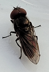 Melanogaster hirtella