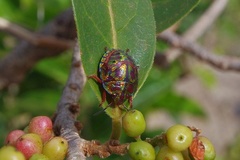 Solenosthedium madagascariensis